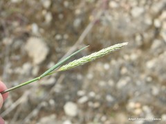 Phalaris minor