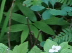 Maianthemum
