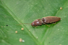 Agriotes fuscicollis