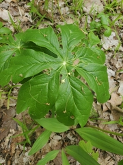Podophyllum