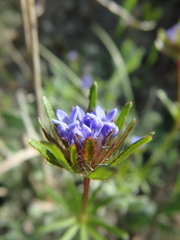 Asperula arvensis
