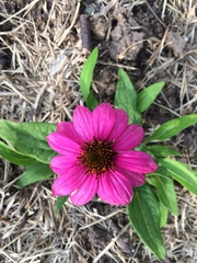 Zinniinae