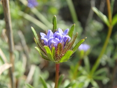 Asperula arvensis