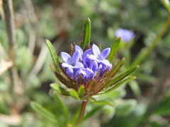 Asperula arvensis