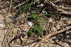 Astrodaucus littoralis
