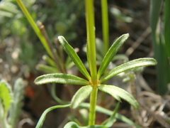 Asperula arvensis