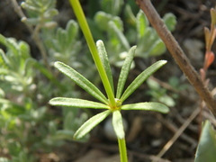 Asperula arvensis
