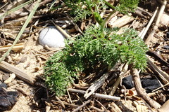 Astrodaucus littoralis