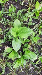 Plantago major