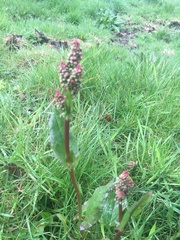 Rumex acetosa