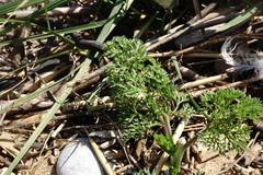 Astrodaucus littoralis