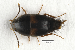 Sepedophilus bipustulatus