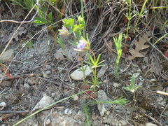 Asperula arvensis