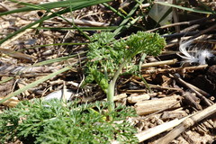 Astrodaucus littoralis