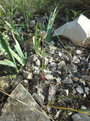 Asperula arvensis
