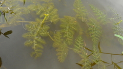 Utricularia foliosa