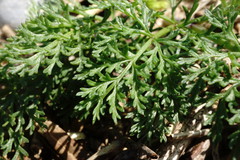 Astrodaucus littoralis