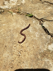 Oligochaeta