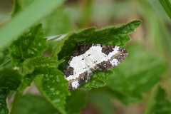 Melanthia procellata