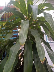 Dracaena fragrans