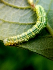Operophtera brumata