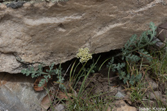 Lomatium foeniculaceum