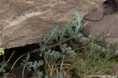 Lomatium foeniculaceum