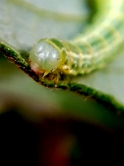 Operophtera brumata