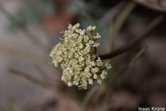 Lomatium foeniculaceum
