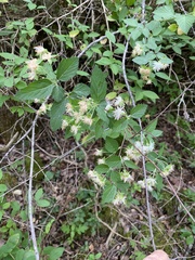 Neviusia alabamensis