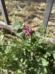 Fumaria kralikii