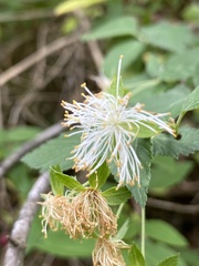 Neviusia alabamensis