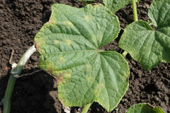 Pseudoperonospora cubensis