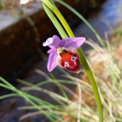 Ophrys delphinensis