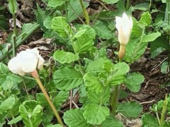 Mandevilla lanuginosa