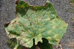 Pseudoperonospora cubensis