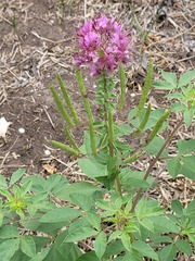 Polanisia dodecandra riograndensis