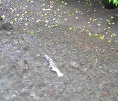 Oncorhynchus gorbuscha