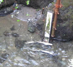 Oncorhynchus gorbuscha