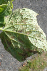 Pseudoperonospora cubensis