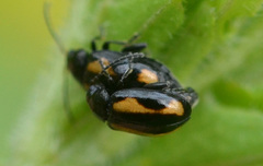 Phyllotreta tetrastigma