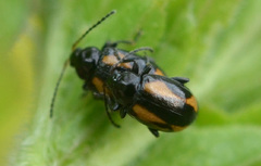 Phyllotreta tetrastigma