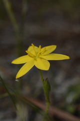 Hypoxis juncea