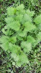 Urtica dioica