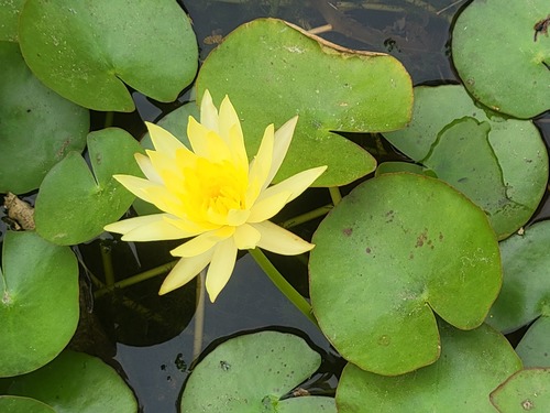 Nymphaea mexicana