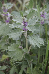 Marrubium leonuroides