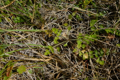 Chaerophyllum ramosum