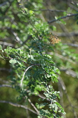 Senegalia wrightii