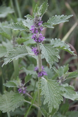 Marrubium leonuroides