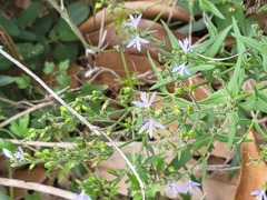 Carlowrightia parviflora
